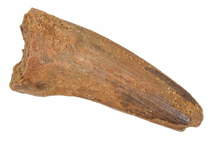 Fossil Spinosaurus Tooth - Real Dinosaur Tooth #210294